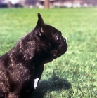 Picture of french bulldog head in profile