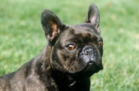Picture of french bulldog head portrait
