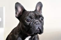 Picture of French Bulldog head shot on cream background