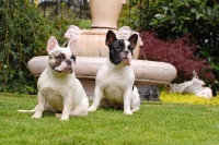 Picture of french bulldog in a garden