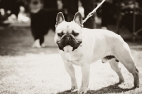Picture of French Bulldog in black and white