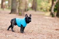 Picture of French Bulldog in forest