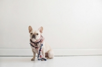Picture of French bulldog in front of white wall wearing scarf.