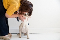 Picture of French bulldog in front of white wall getting a kiss from female owner