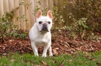Picture of French Bulldog in garden