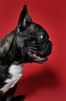 Picture of French Bulldog in profile against red backdrop