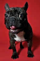Picture of French Bulldog in red studio with tongue out