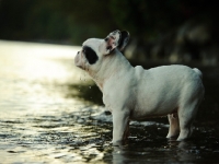 Picture of French Bulldog in river