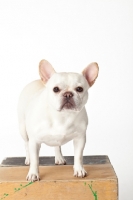 Picture of French Bulldog in studio