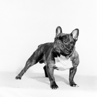 Picture of french bulldog in studio