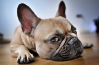 Picture of French Bulldog laying on wooden floor and looking at camera