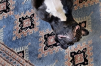 Picture of French Bulldog laying upside down on patterned carpet