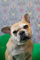 Picture of French Bulldog looking at camera inquisitively and sitting on green chair