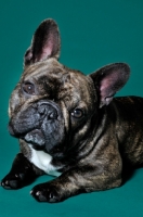 Picture of French Bulldog looking at camera on green background
