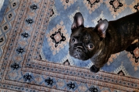 Picture of French Bulldog looking at camera on patterned rug