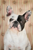 Picture of French Bulldog looking at camera on striped seat