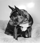Picture of French Bulldog looking away