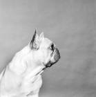 Picture of french bulldog looking away