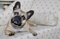 Picture of French Bulldog looking curiously at camera on white and gold couch