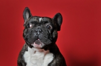 Picture of French Bulldog looking surprised