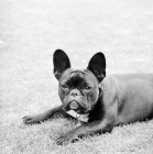 Picture of french bulldog lying down in grass