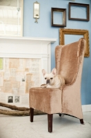 Picture of French Bulldog lying on brown chair in front of fireplace.