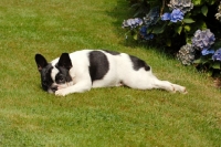 Picture of french bulldog lying on grass