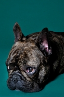 Picture of French Bulldog lying on green background looking sad