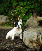 Picture of French Bulldog near log