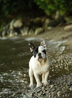 Picture of French Bulldog near riverside, front view