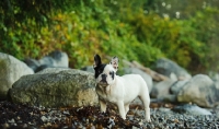 Picture of French Bulldog near riverside