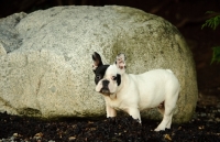 Picture of French Bulldog near rock