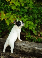 Picture of French Bulldog on a log