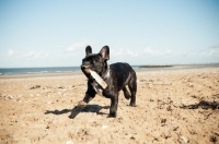 Picture of French Bulldog on beach