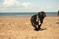 Picture of French Bulldog on beach