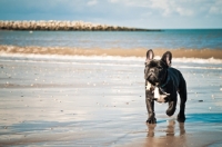 Picture of French Bulldog on beach