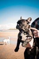 Picture of French Bulldog on beach