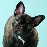 Picture of French Bulldog on blue background, portrait