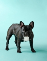 Picture of French Bulldog on blue background