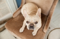 Picture of French Bulldog on brown chair looking up.