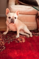 Picture of French Bulldog on carpet