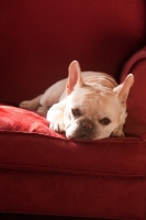 Picture of French Bulldog on couch