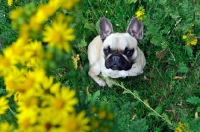 Picture of French Bulldog on grass looking up through bright yellow flowers