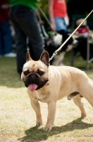 Picture of French Bulldog on lead