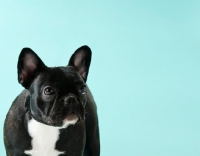 Picture of French Bulldog on light blue background