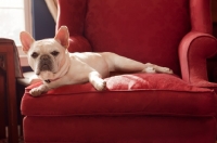 Picture of French Bulldog on red chair