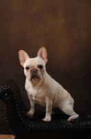 Picture of French Bulldog on sofa in studio