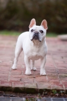Picture of French Bulldog on stones