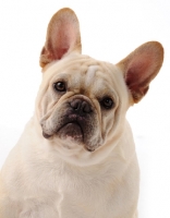 Picture of French Bulldog on white background
