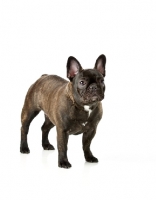 Picture of French Bulldog on white